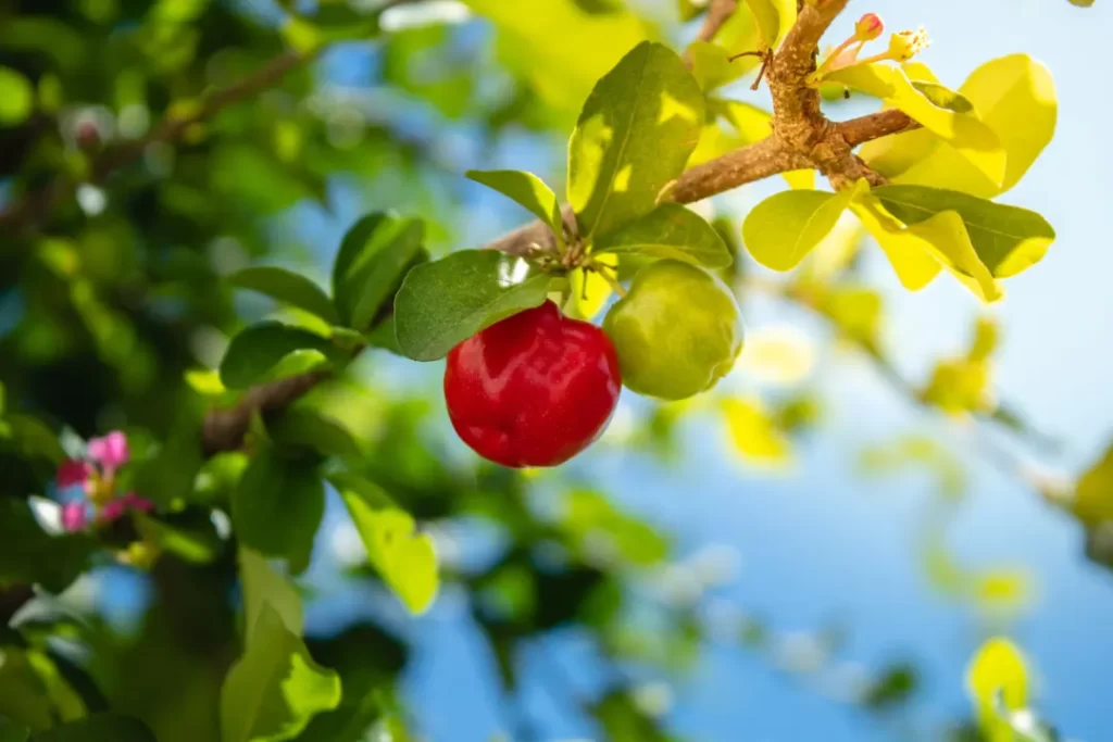 acerola cherry plant.