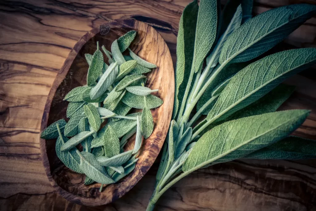 Fresh and organic Sage Leaves.