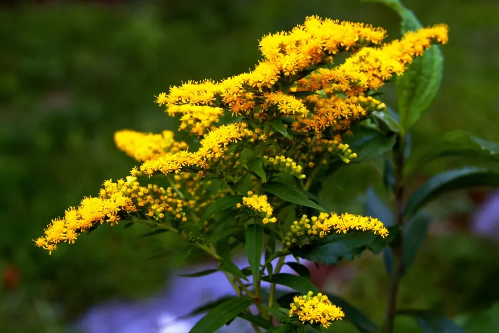 Goldenrod plant with attractive yellow flowers.