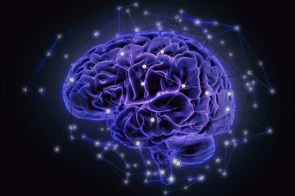 Brain structure.