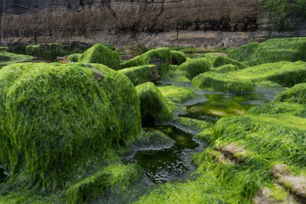 Algae on rocks.
algae health benefits