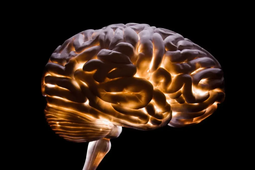 computer artwork of human brain.