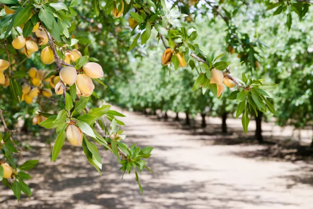 Tree nuts.