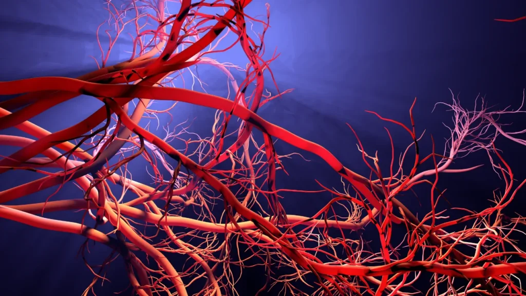 Healthy blood vessels.