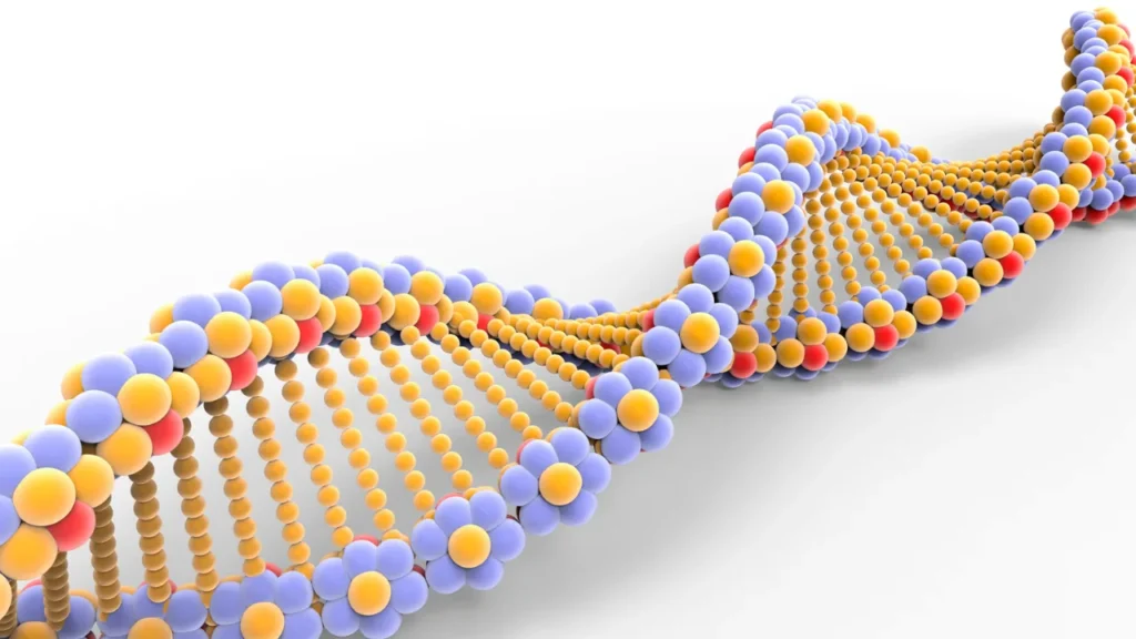 DNA structure.