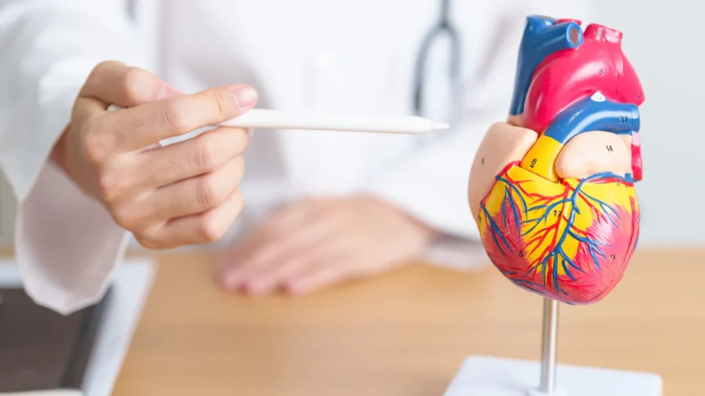 Healthy human heart.