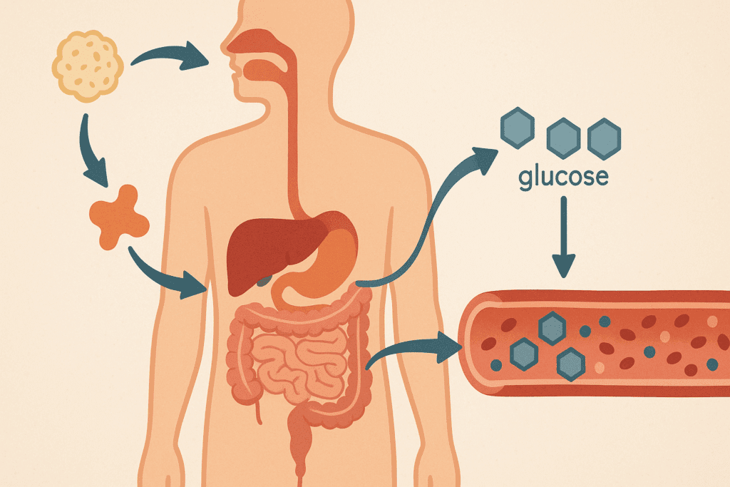 Human digestive system illustration showing carbohydrate digestion by enzymes and glucose absorption, exploring Can Enzymes Lower Glucose Levels