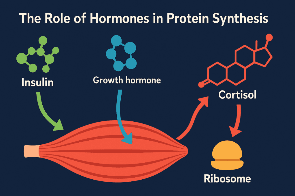 Infographic-style illustration showing how your body makes proteins through hormonal regulation with insulin, growth hormone, testosterone, and cortisol affecting muscle and ribosome activity