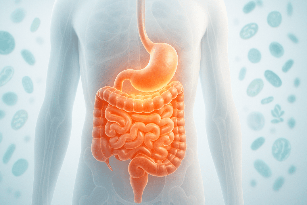 Human torso showing digestive system with stomach, small and large intestines glowing to highlight where your gut is located