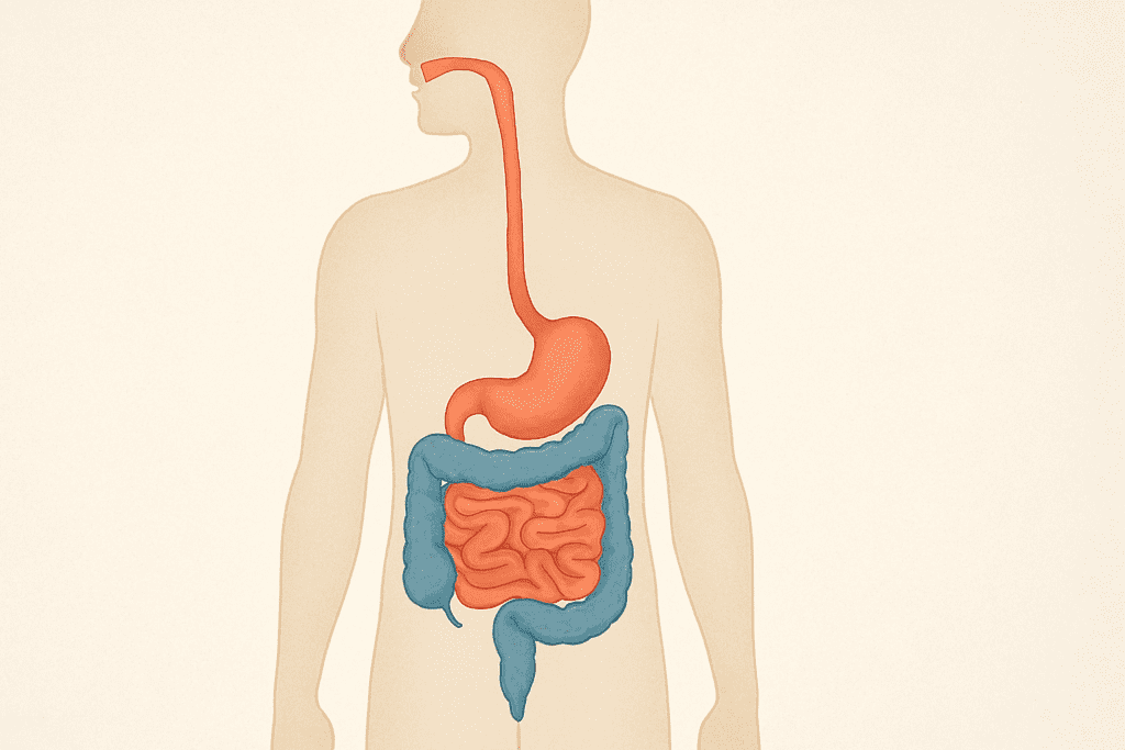 Medical illustration of the digestive tract inside a human silhouette showing where your gut is, from mouth to anus with color-coded organs
