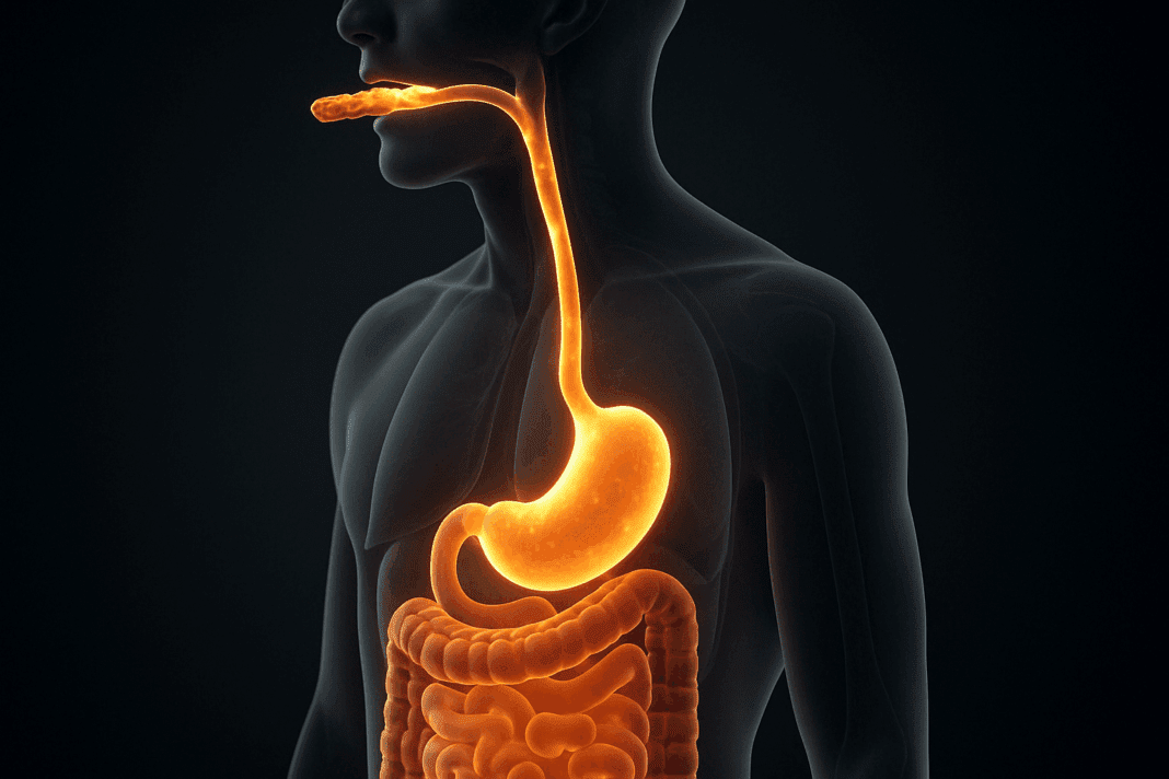 Side-view medical illustration showing how long it takes for food to digest through the human digestive system, highlighting the mouth, stomach, small intestine, and large intestine.