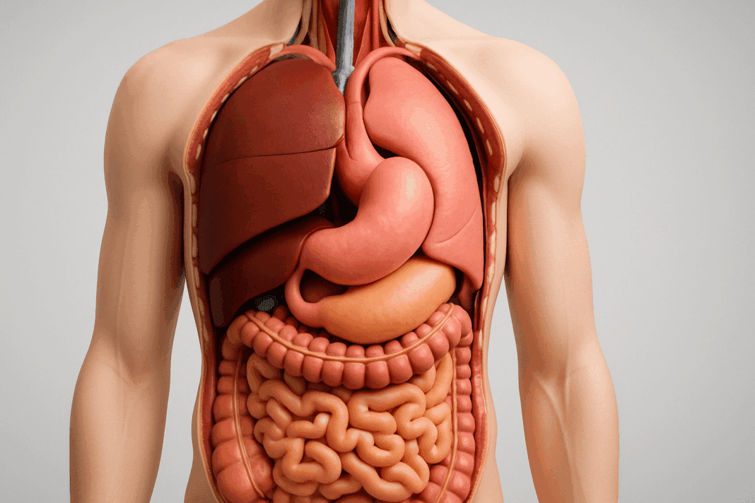 3D anatomical rendering of internal human organs showing where your stomach is located in the upper-left abdomen near the liver and intestines