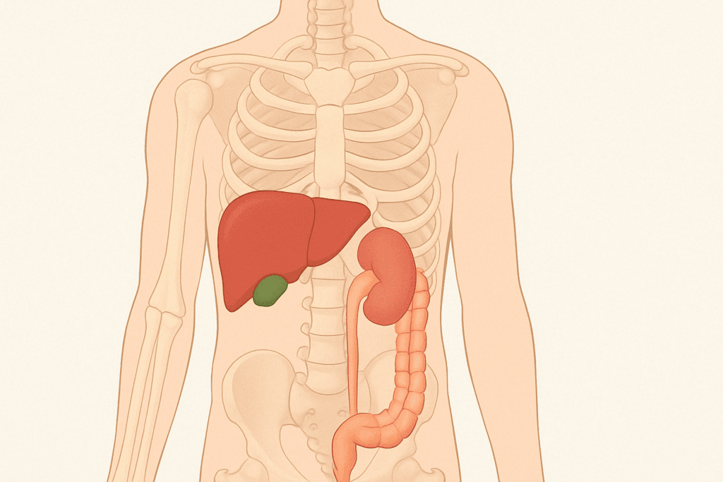 Anatomical illustration of the human torso highlighting right-sided organs to support understanding of Where Is Your Stomach Located in relation to the liver, kidney, and colon