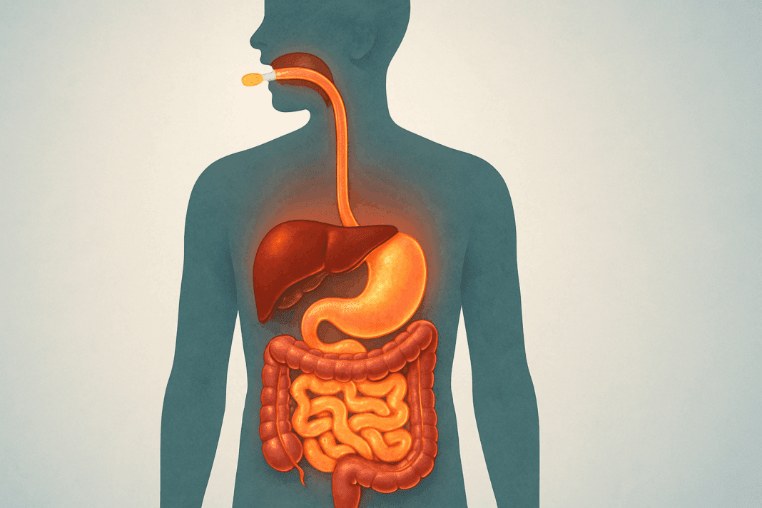Cross-sectional illustration of the human digestive system actively physically and chemically breaking down food from mouth to intestines with glowing organs