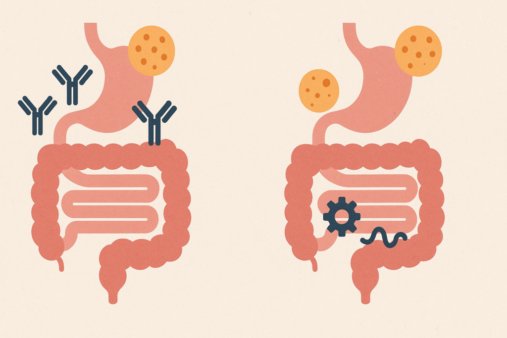 Side-by-side medical illustration comparing food allergy with food intolerance using human digestive system diagrams showing immune response and enzyme deficiency