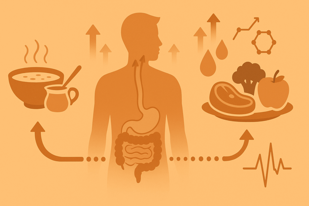 Infographic visualizing what happens when you stop eating, showing the refeeding process from broth to whole foods with digestive system and metabolic changes