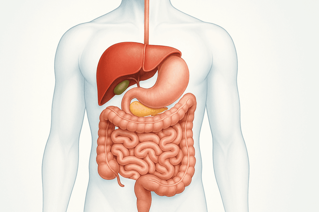 Transparent human torso showing detailed digestive organs including stomach, intestines, liver, pancreas, and gallbladder for Digestive System Images.