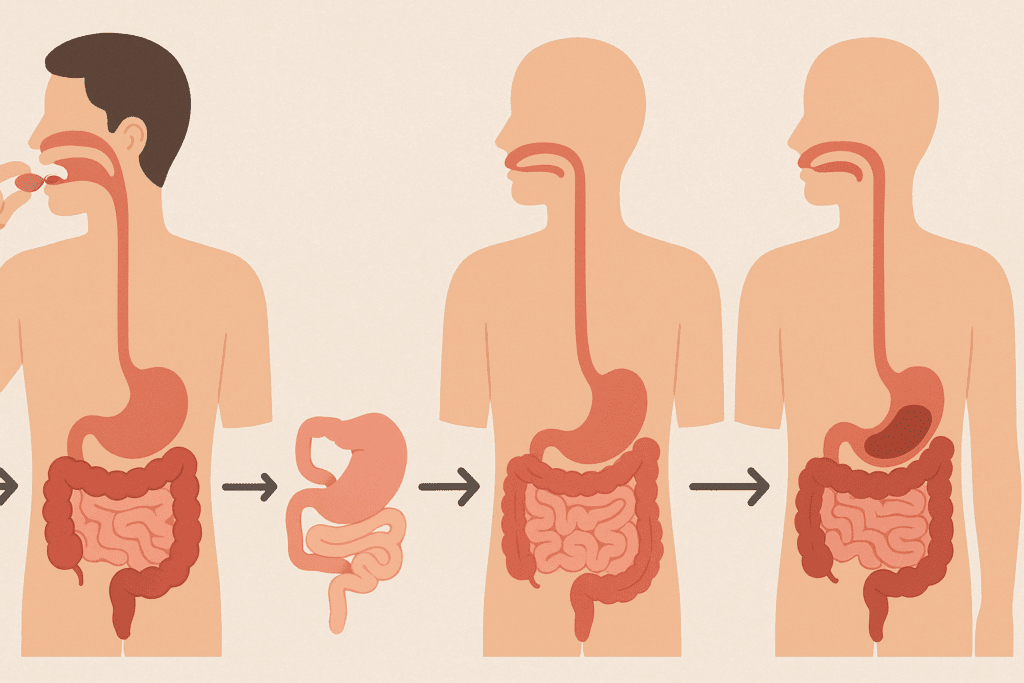 Digestive System Images showing step-by-step anatomical process from chewing to waste elimination with clean visuals and arrows