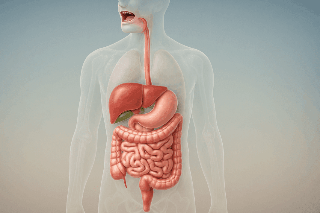 Lifelike 3D anatomical illustration showing how the digestive system works, including mouth, intestines, liver, pancreas, and gallbladder.