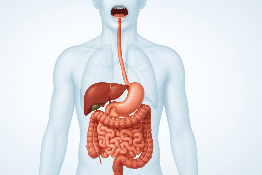 Detailed medical illustration of the human digestive system showing organs like the stomach, liver, intestines, and pancreas inside a transparent torso.