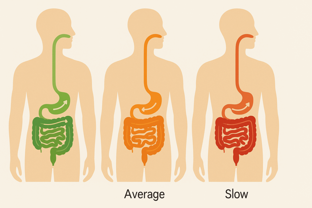 Three human silhouettes comparing fast, average, and slow digestive system transit speeds with color-coded intestinal pathways