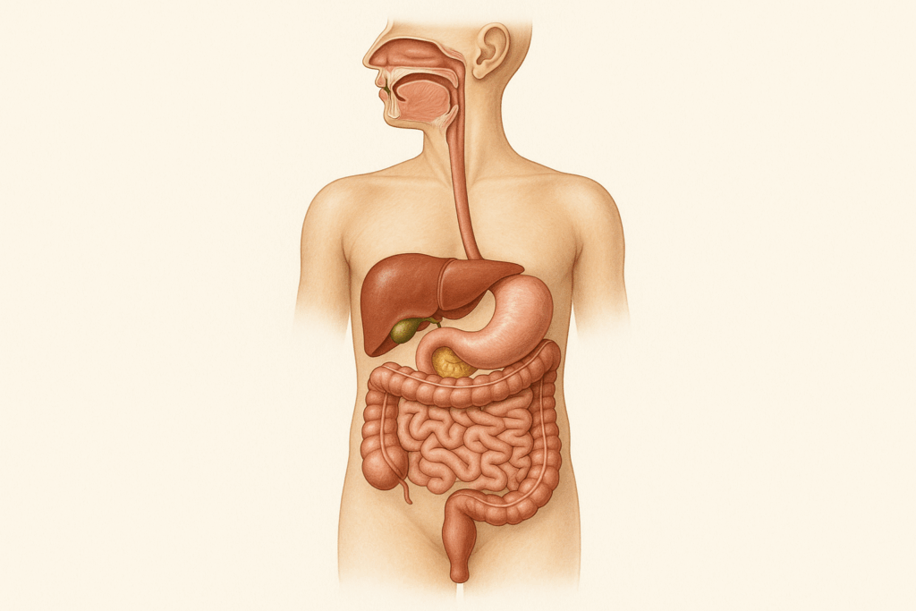 Medical illustration of the Human Digestive System showing organs from mouth to anus, including liver, stomach, intestines, and pancreas