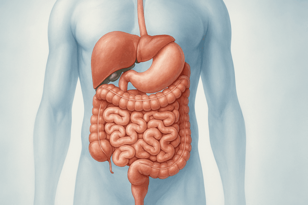 Medically accurate illustration showing where your intestines are located inside a semi-transparent human torso, highlighting the small and large intestines.