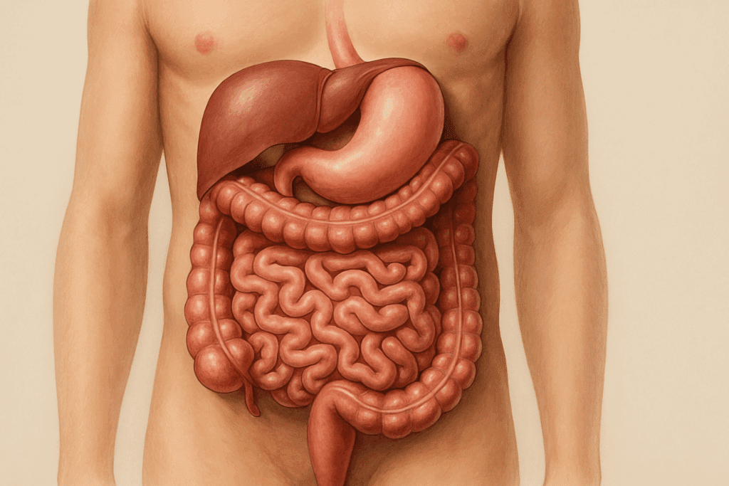 Lifelike 3D anatomical view showing where your intestines are located, with the large intestine framing the coiled small intestine in the abdomen.