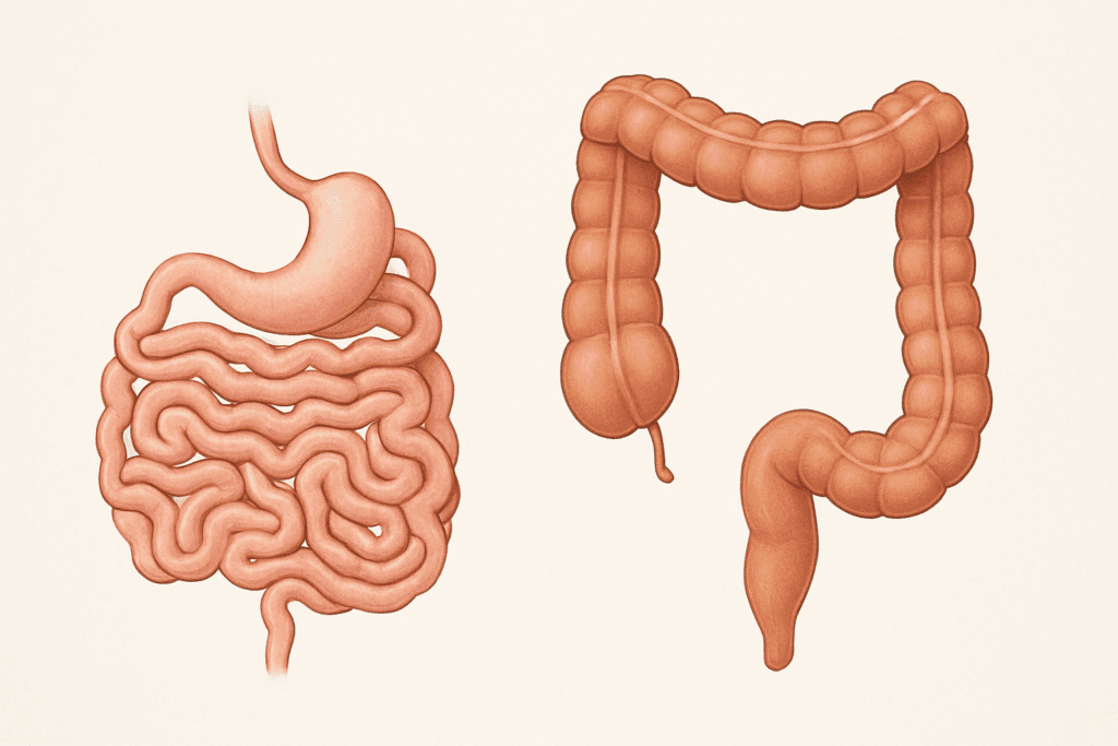 Side-by-side medical illustration comparing small and large intestine structure to explain where your intestines are located in the body