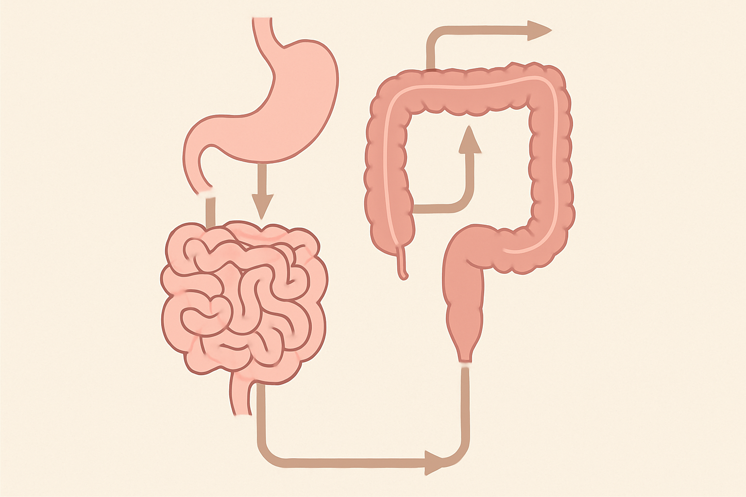 Flowchart-style diagram showing where your intestines are located, tracing food movement from stomach through small and large intestines.