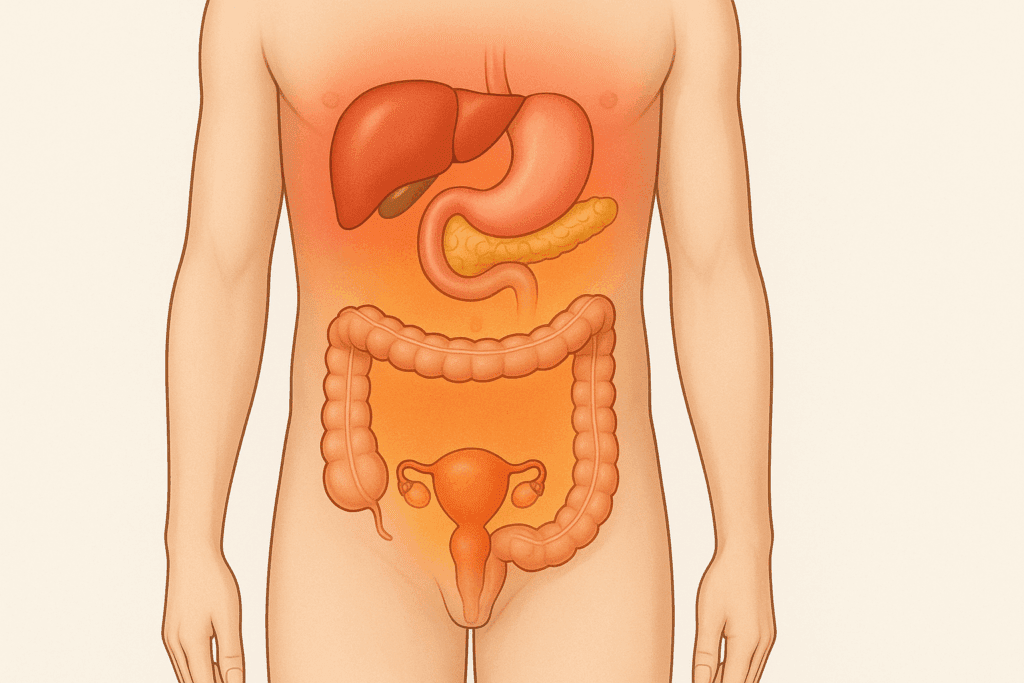 Medical illustration highlighting abdominal organs to show where upper and lower pain occurs, answering can gerd cause lower abdominal pain
